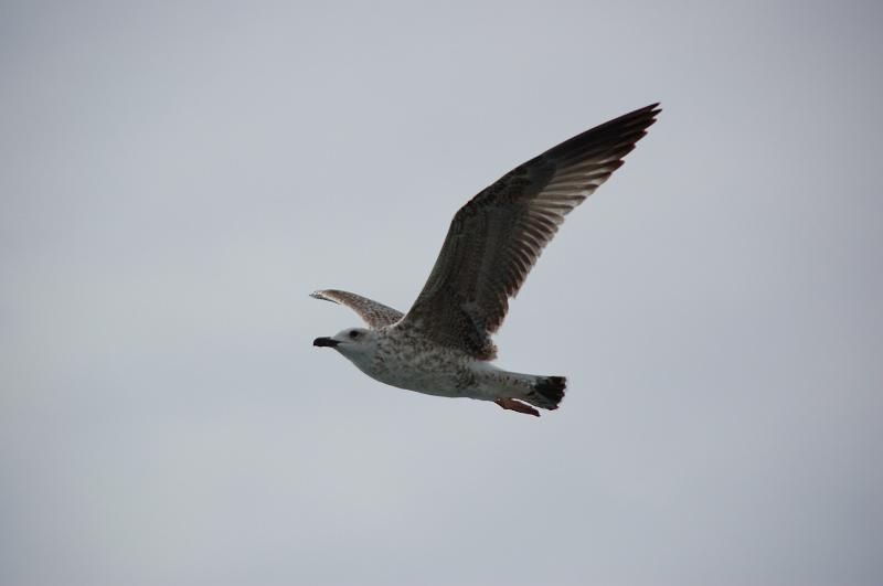 DSC_0445.JPG