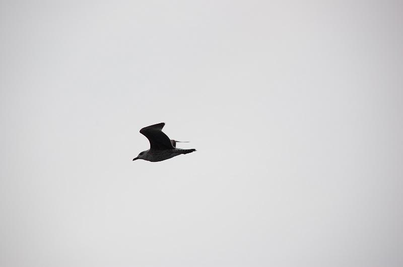 DSC_0446.JPG