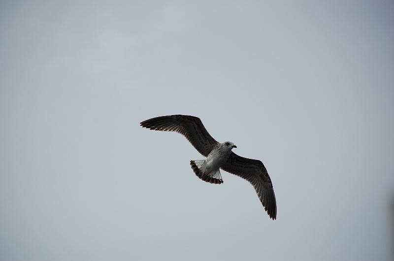 DSC_0450.JPG