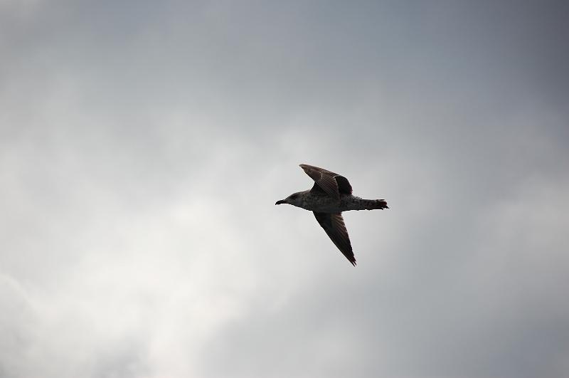 DSC_0452.JPG