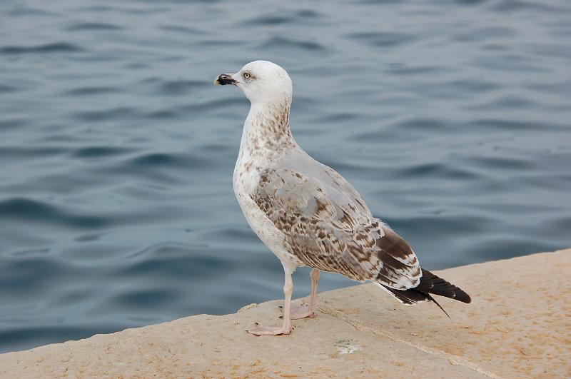 DSC_0546.JPG