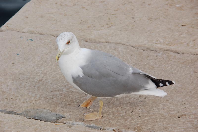DSC_0549.JPG