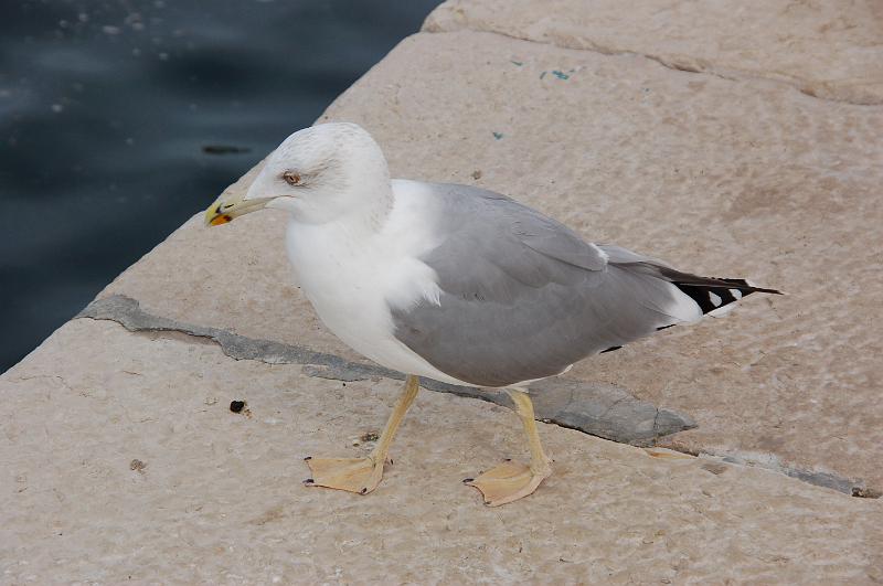 DSC_0550.JPG