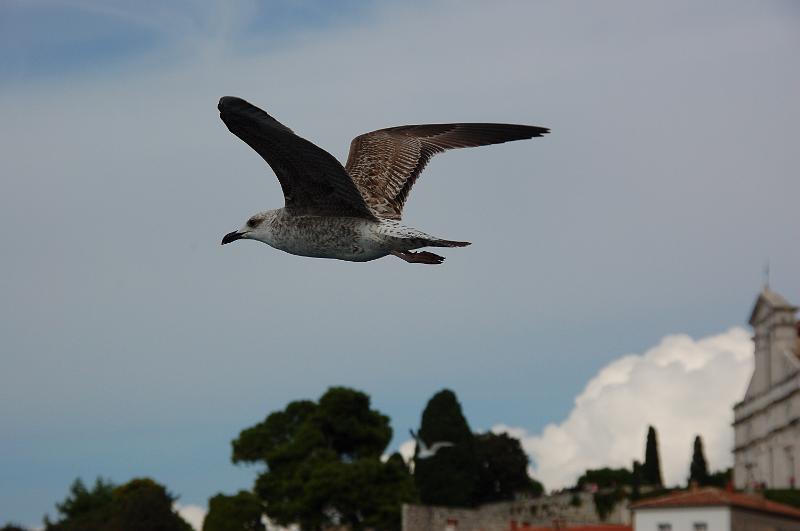 DSC_0575.JPG