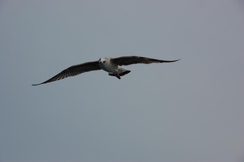DSC_0578.JPG