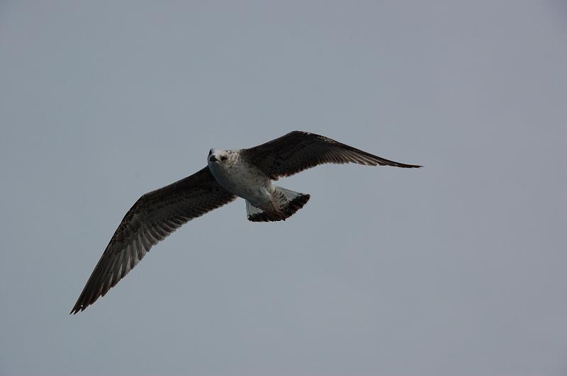 DSC_0579.JPG