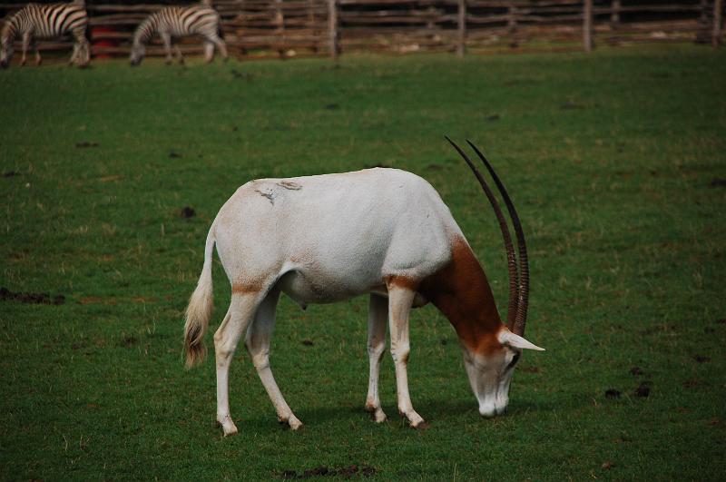 DSC_0035.JPG