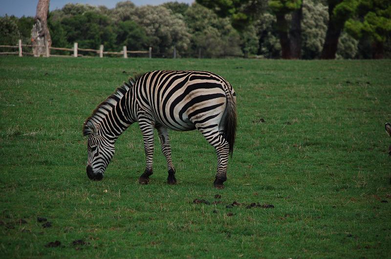 DSC_0036.JPG