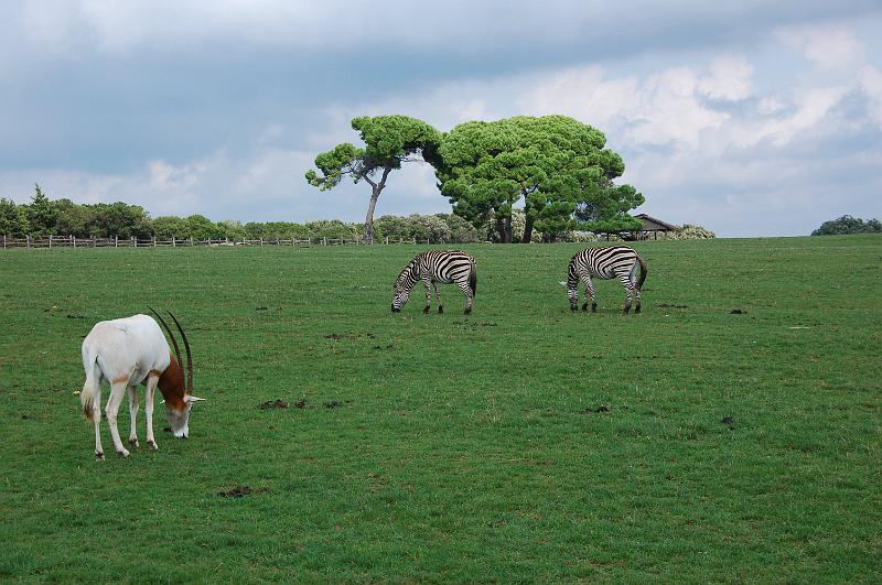 DSC_0037.JPG