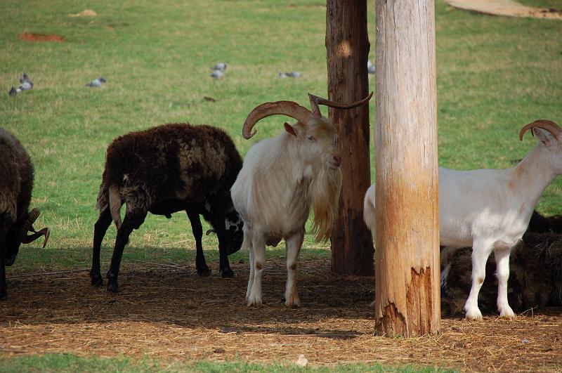 DSC_0039.JPG