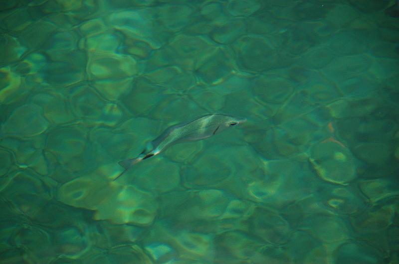 DSC_0066.JPG