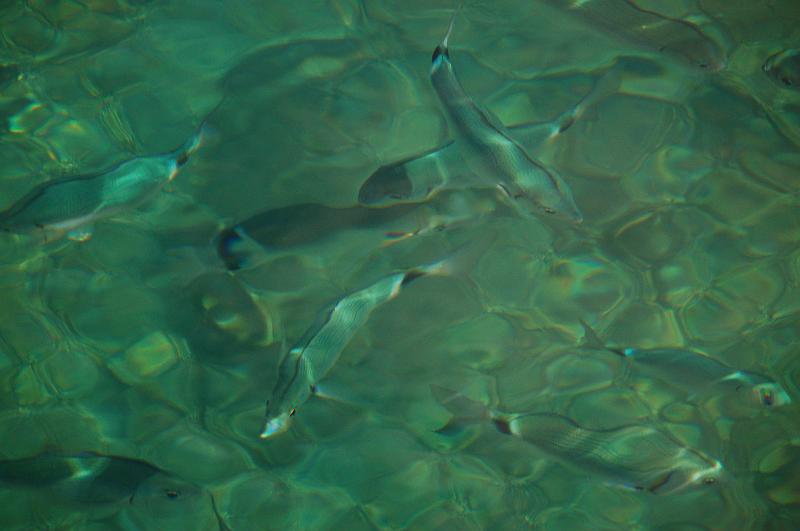 DSC_0069.JPG