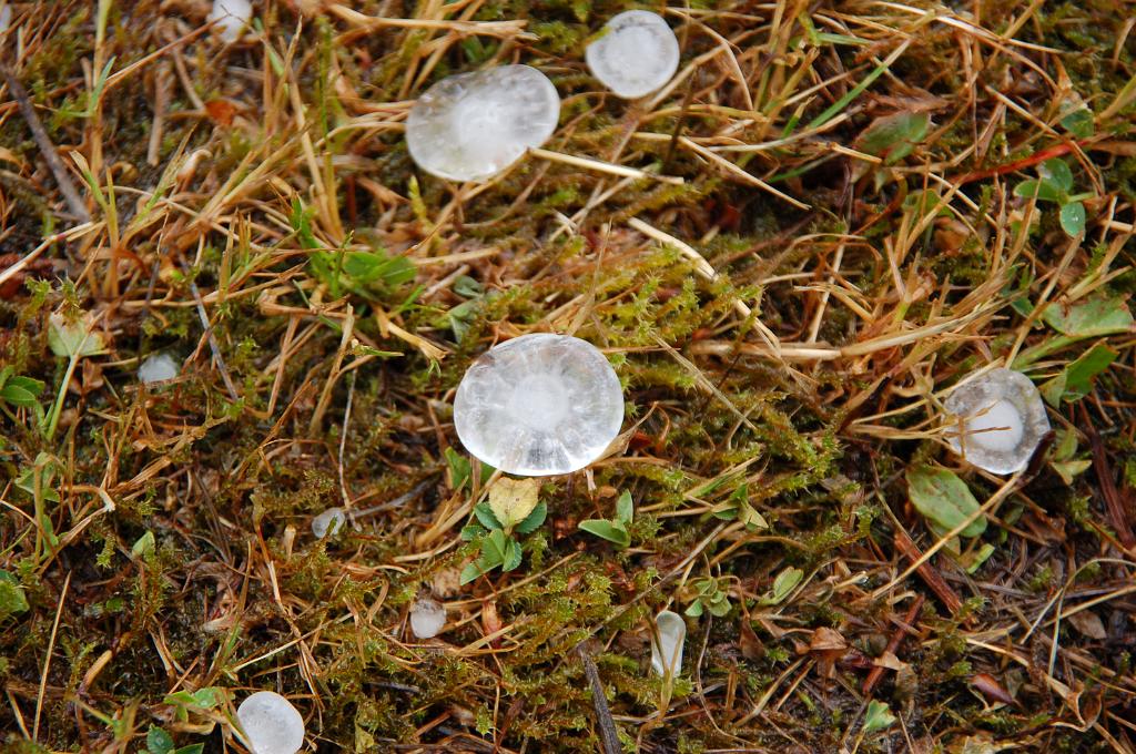 DSC_0059.JPG