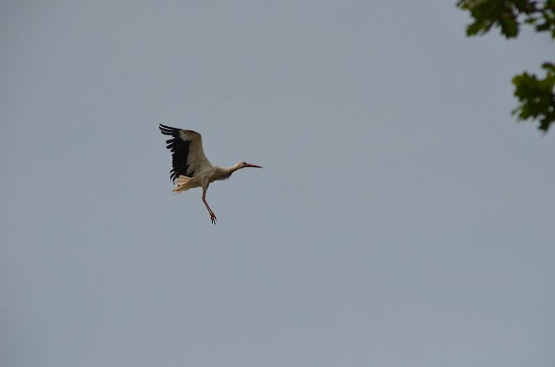 DSC_0101.JPG