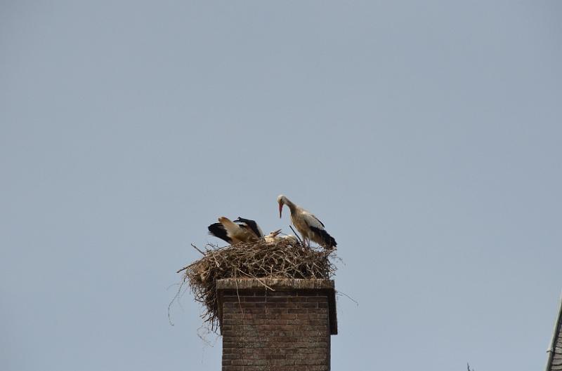 DSC_0104.JPG