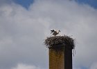 DSC 0985